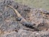 Pass Mountain w/taupe tail