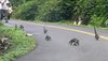 coati1.jpg
