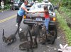 coati2.jpg