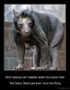 bear_shaved.jpg