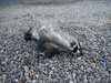 Badger 001.JPG