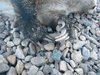 Badger 005.JPG