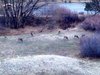 #10's ear is just visible behind the bush.