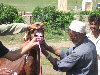 giving worm medicine to horses