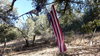 Flags at PB Ranch