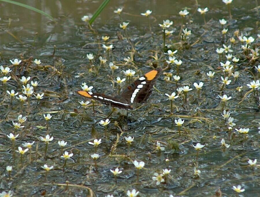 Butterfly on the pond