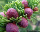photo thumbnail #7