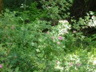 photo thumbnail #11