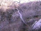 photo thumbnail #10