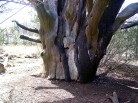 photo thumbnail #8