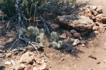photo thumbnail #3