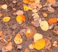 photo thumbnail #8