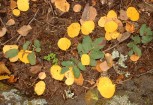 photo thumbnail #12
