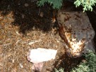 photo thumbnail #15