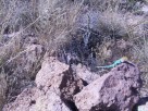 photo thumbnail #7