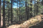 photo thumbnail #5