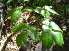 photo thumbnail #12