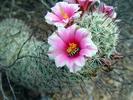 photo thumbnail #8