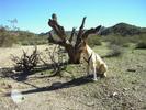 photo thumbnail #5