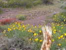 photo thumbnail #10