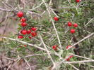 photo thumbnail #15