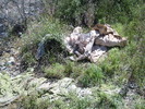 photo thumbnail #10