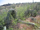 photo thumbnail #4