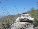 photo thumbnail #10