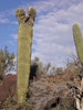 photo thumbnail #6