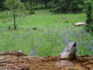 photo thumbnail #4