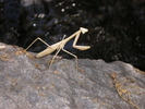 photo thumbnail #14