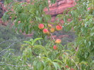 photo thumbnail #12