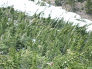 photo thumbnail #13