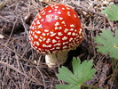 photo thumbnail #1