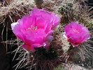 photo thumbnail #10