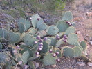 photo thumbnail #6
