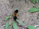 photo thumbnail #6