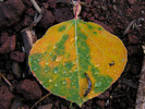 photo thumbnail #2