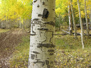 photo thumbnail #10