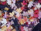 photo thumbnail #13