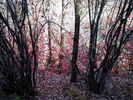 photo thumbnail #10