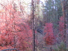 photo thumbnail #15