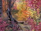 photo thumbnail #13
