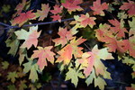 photo thumbnail #2