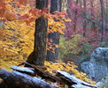 photo thumbnail #4