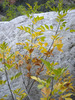 photo thumbnail #15