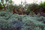photo thumbnail #3