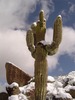 photo thumbnail #10