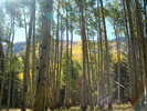 photo thumbnail #8