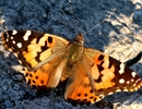 photo thumbnail #1